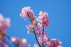 伊豆 河津桜まつり