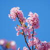伊豆 河津桜まつり