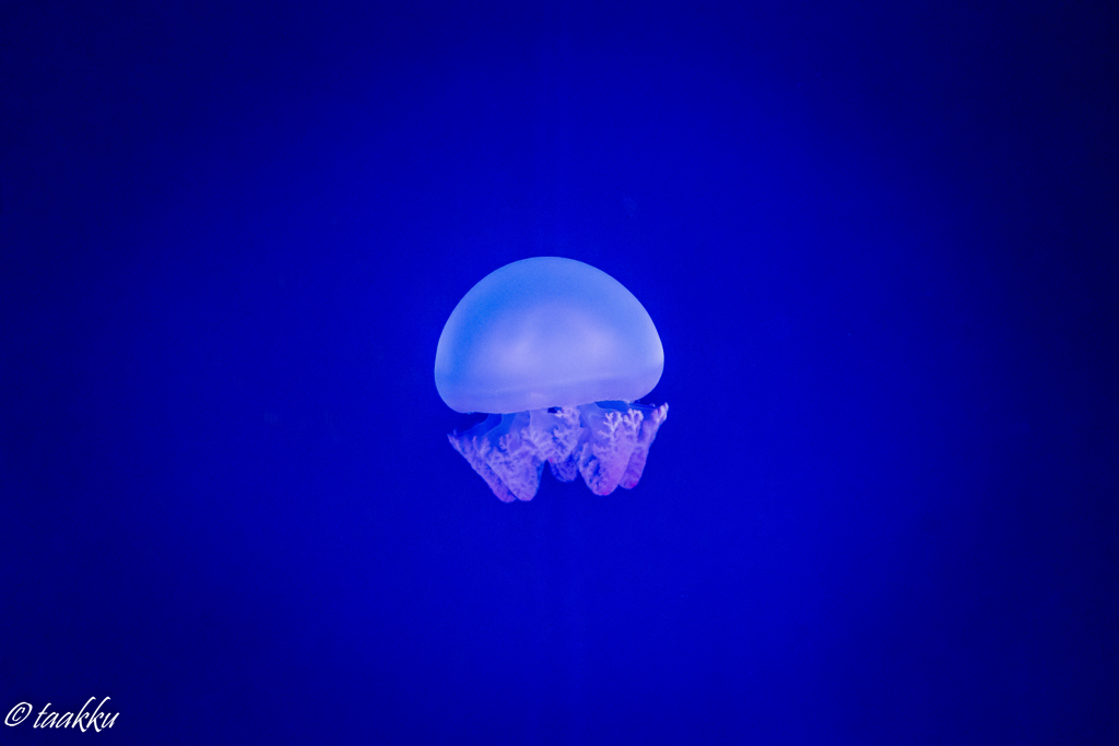 水族館