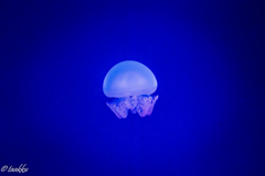水族館
