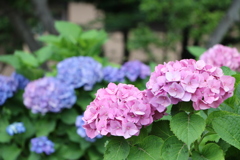 紫陽花