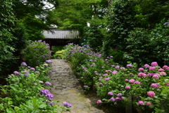 紫陽花の花道