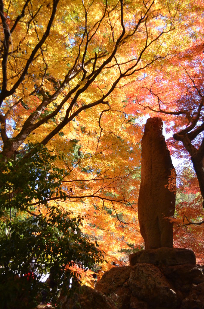 紅葉三色