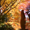 紅葉三色