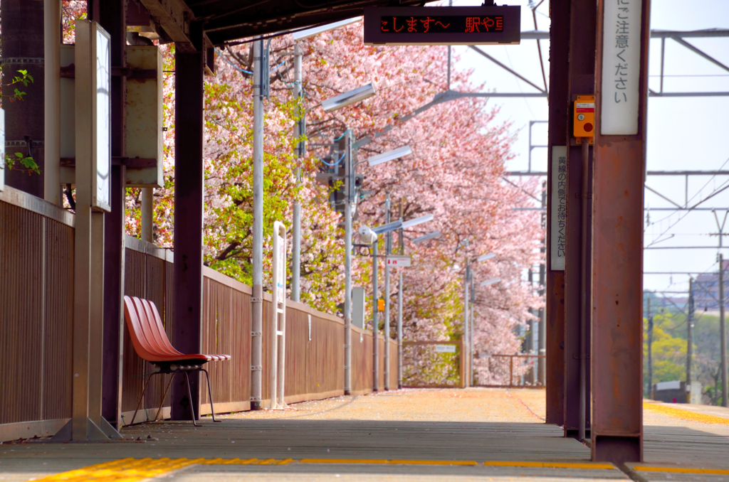 電車が来るまで桜を眺めて