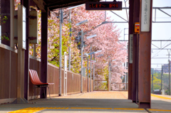 電車が来るまで桜を眺めて