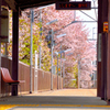 電車が来るまで桜を眺めて