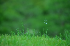 足元の深緑