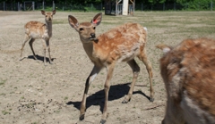 野生じゃないエゾシカ