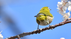 花鳥風月