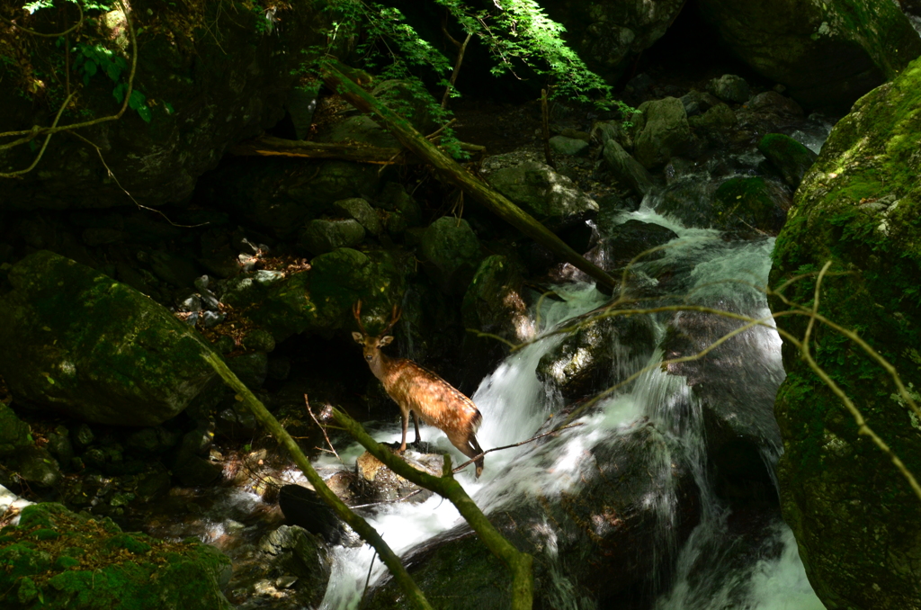 奈良県　魚止めの滝