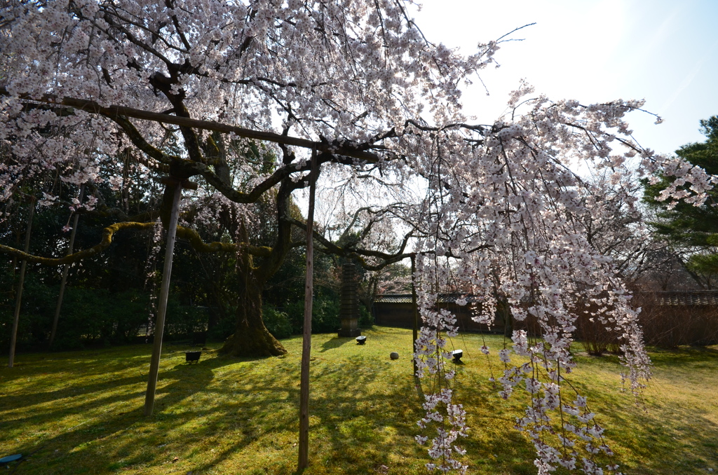 醍醐の花見