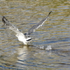 西宮市夙川河口　野鳥の楽園