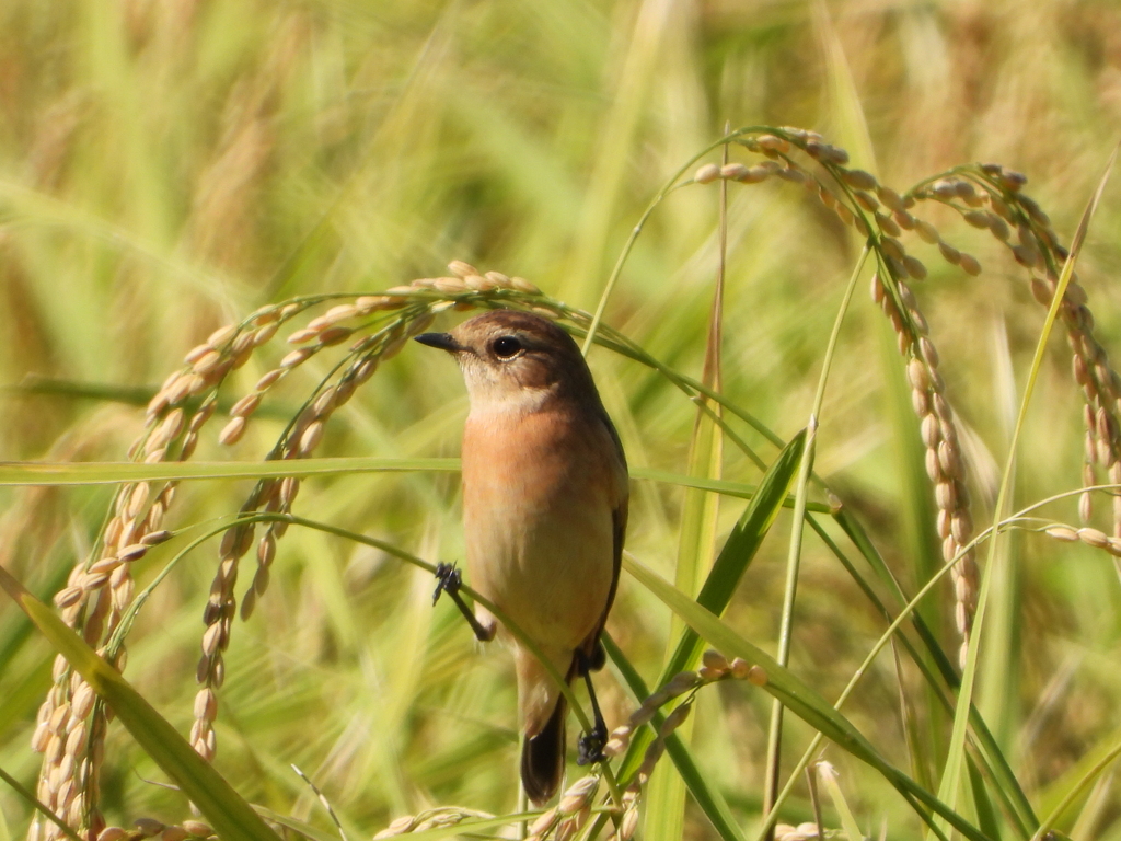 野鳥を楽しんでます