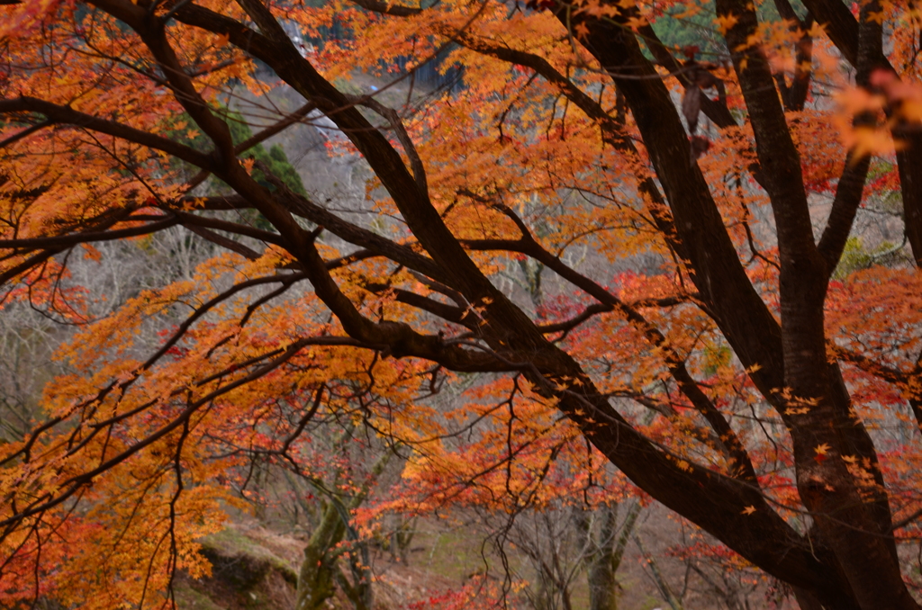 奈良県吉野山　上千本
