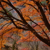 奈良県吉野山　上千本