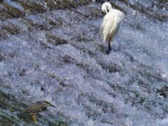 初夏　武庫川のササゴイ