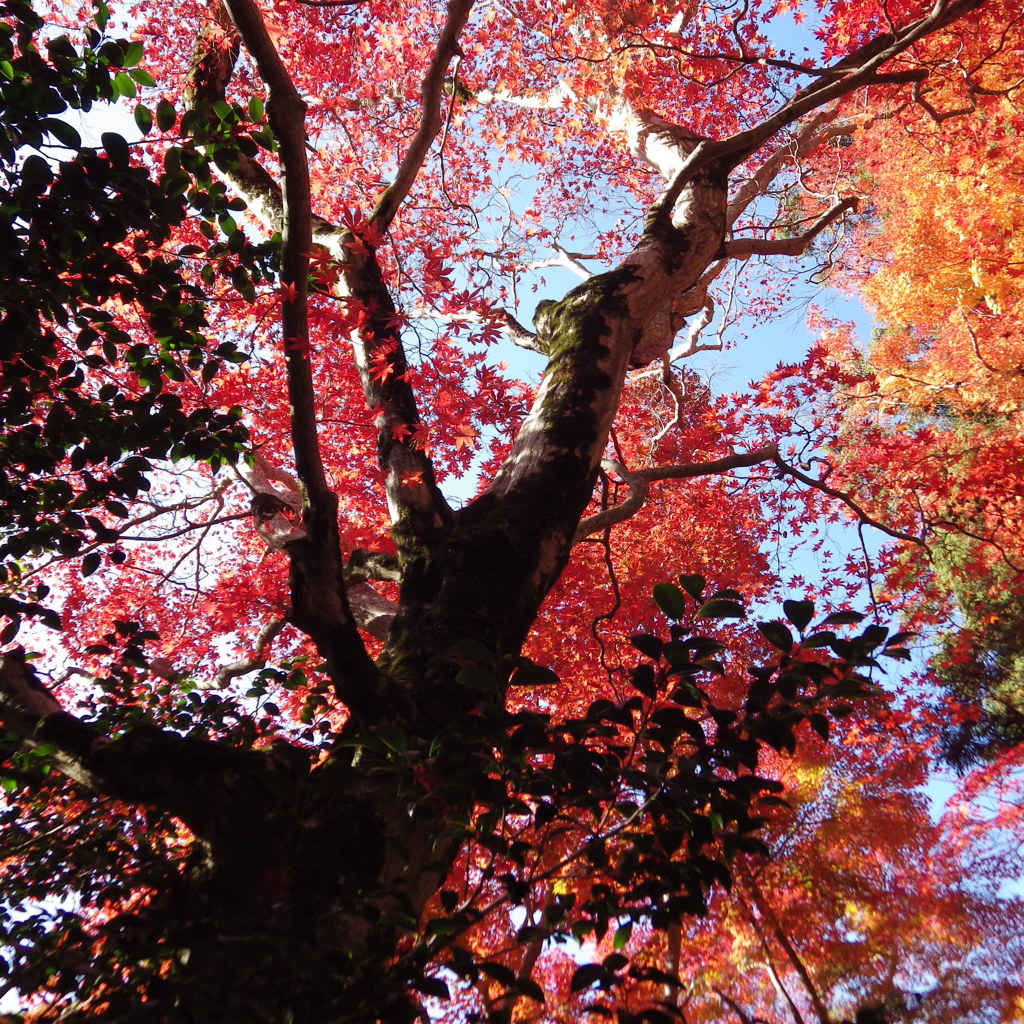 有馬温泉の紅葉