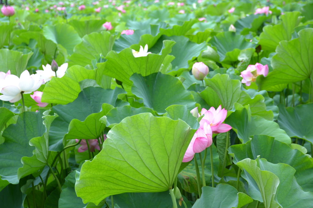 大阪府　万博記念公園