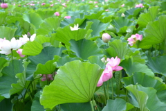 大阪府　万博記念公園