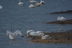 オオハクチョウ飛来　兵庫県福崎町長池