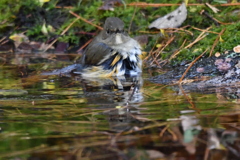 小鳥の水浴び