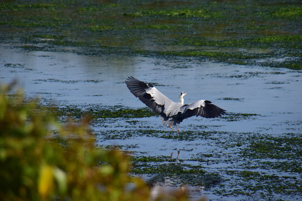 大阪南港　野鳥園