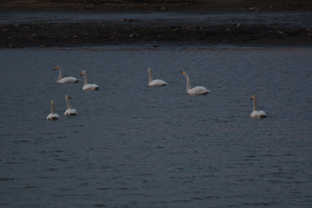 オオハクチョウ飛来　兵庫県福崎町長池