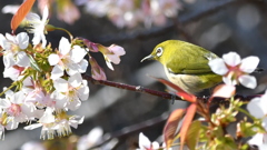 花鳥風月