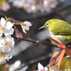 花鳥風月