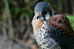 シグマ C　１５０～６００mm