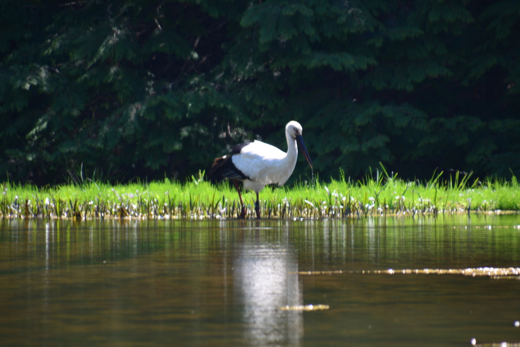 但馬　コウノトリ