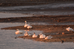 オオハクチョウ飛来　兵庫県福崎町長池