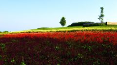 天空の花さじき