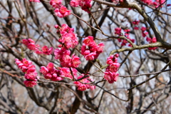 東風吹かば、匂いをこせよ梅の花～～～～