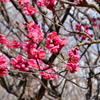 東風吹かば、匂いをこせよ梅の花～～～～