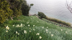 淡路島　灘水仙郷