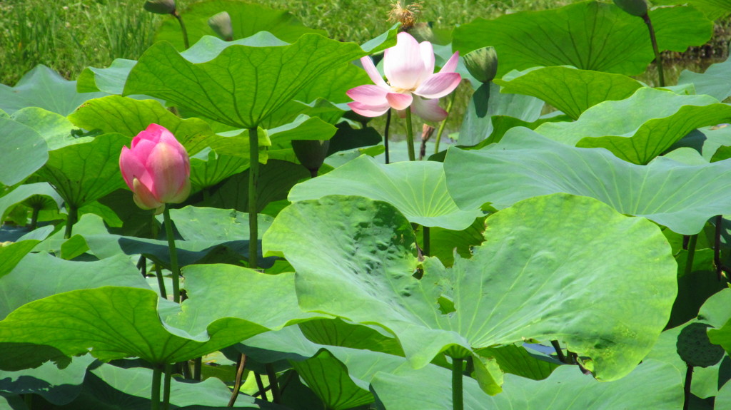 兵庫県　平池公園