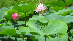兵庫県　平池公園