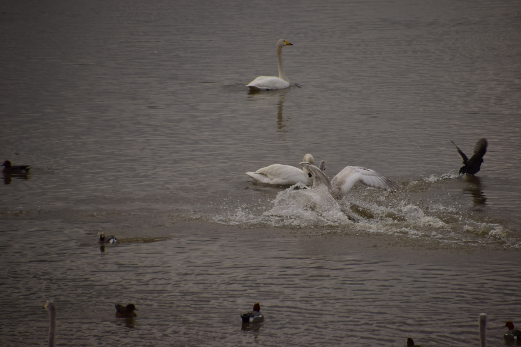ハクチョウ狂騒曲