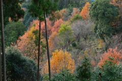 奈良県吉野山　上千本