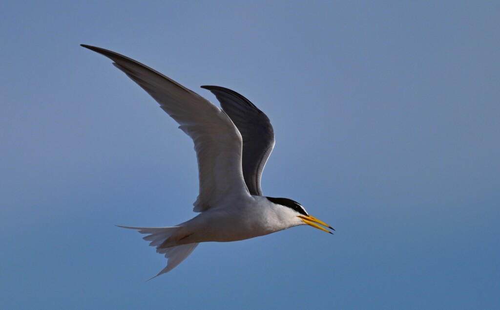 DSC_1126 (1)