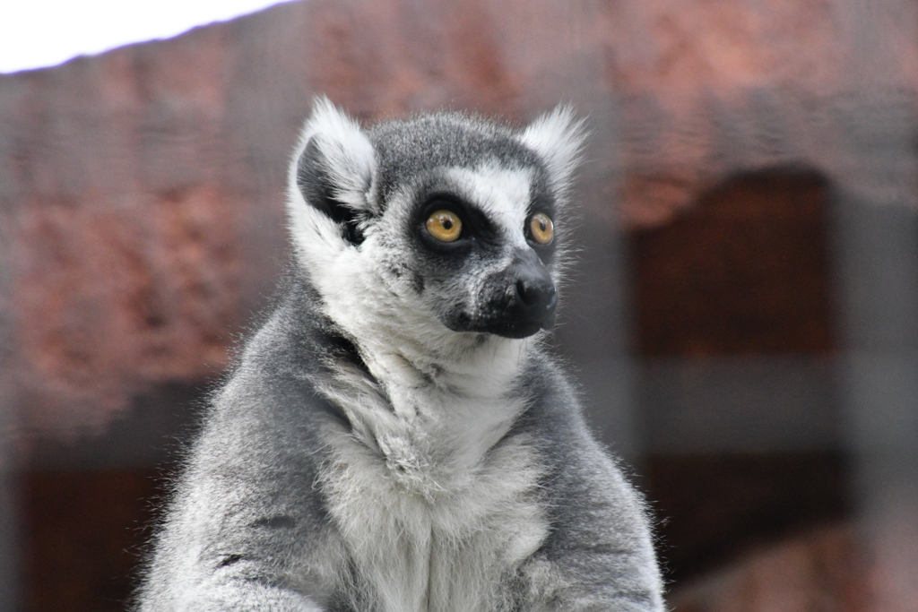 神戸市立王子動物園