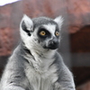 神戸市立王子動物園