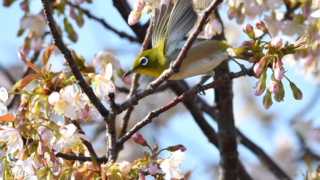 花鳥風月