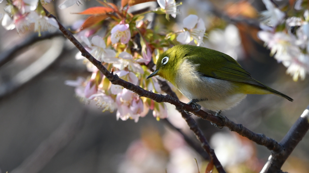 花鳥風月