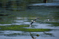 大阪南港　野鳥園