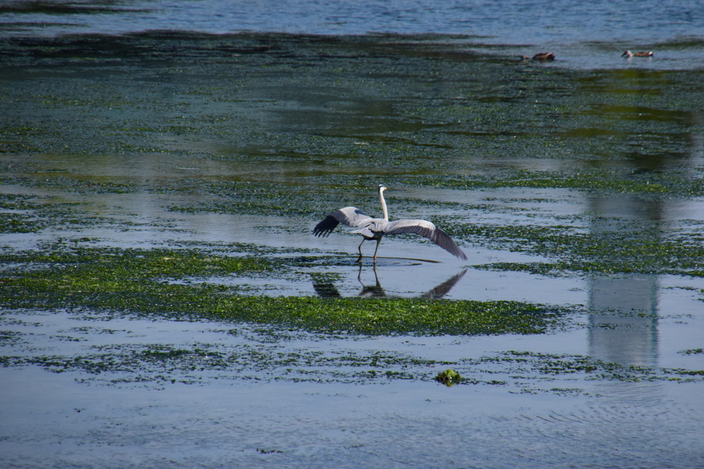 大阪南港　野鳥園　