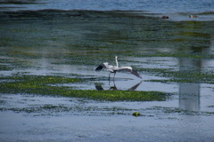 大阪南港　野鳥園　