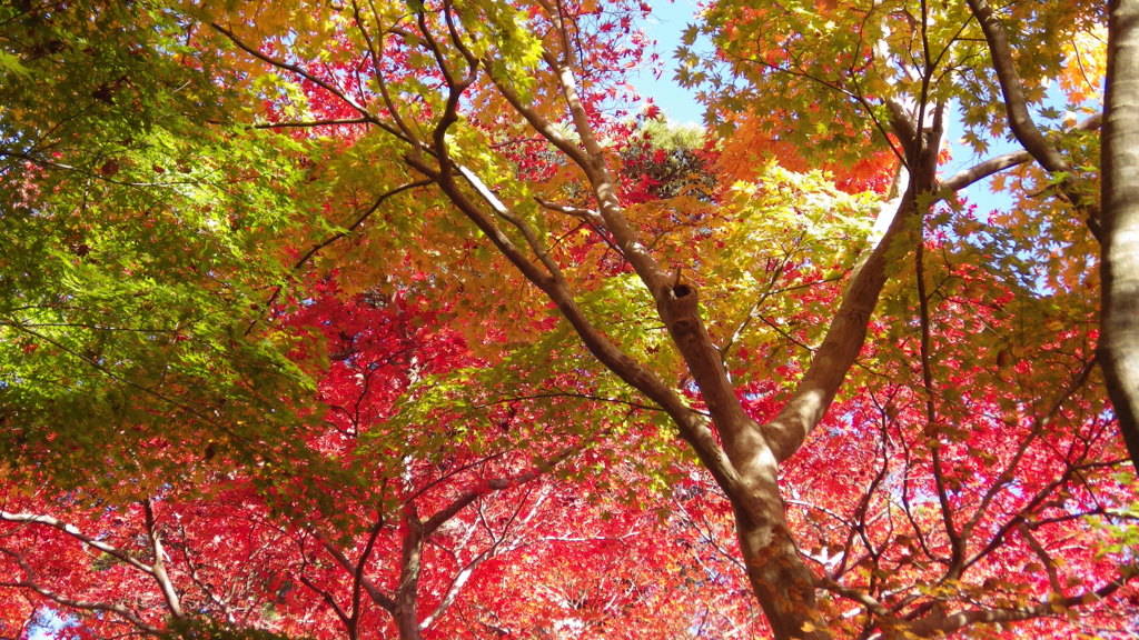 兵庫県　有馬・瑞宝寺公園